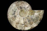 Agatized Ammonite Fossil (Half) - Agatized #91193-1